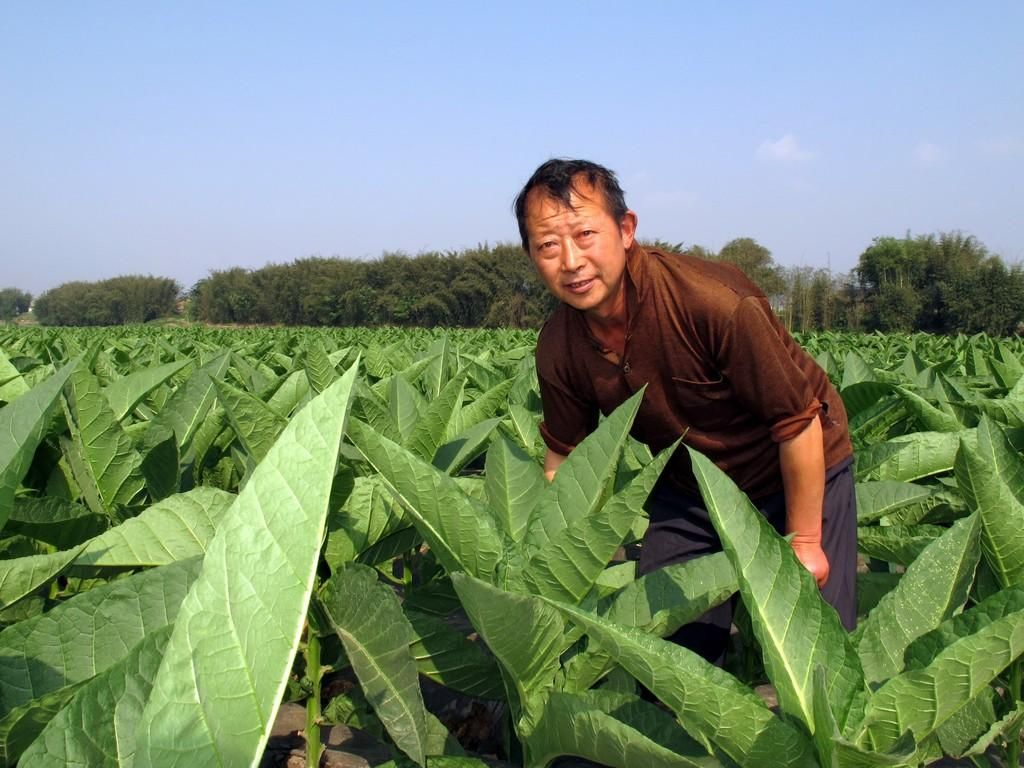 叶子烟的介绍 价格: 等级: 口感: 介绍叶子烟